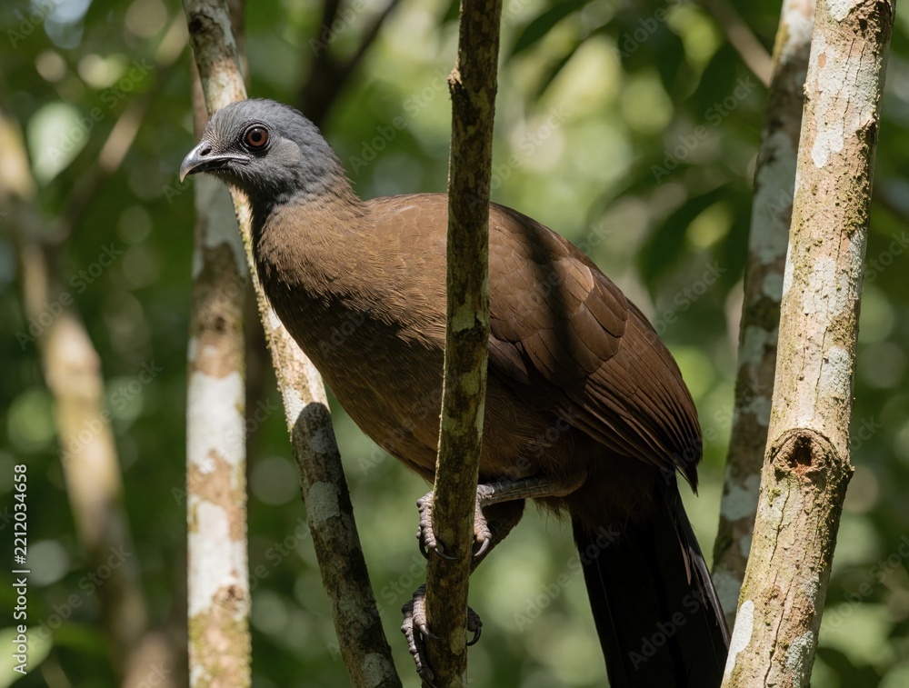 Obraz premium Grey headed Chachalaca bird sits on tree branch in tropical forest. Wild avian species with brown plumage, grey head rests among green leaves. Exotic endemic bird Ortalis cinereicpic perches in