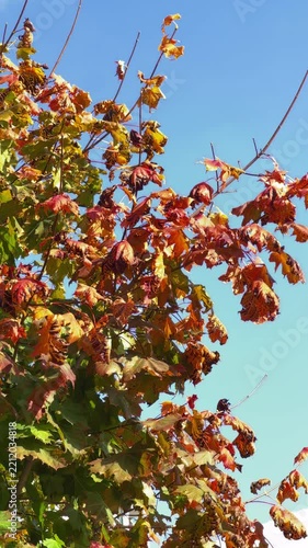 red autumn leaves against blue sky  vertical video