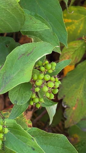 green leaves on a tree