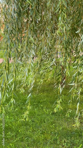 willow vertical video