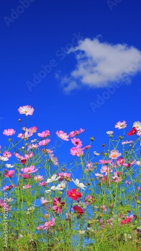 vertical video of pink cosmos flowers and blue sky