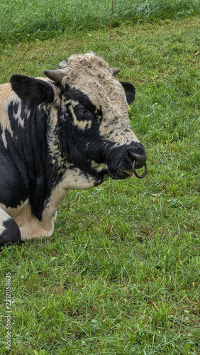 Black and white cow portrait resting in a lush green pasture closeup view.