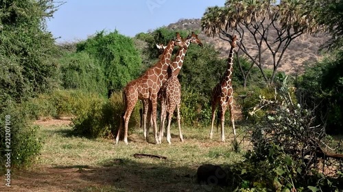 Giraffes (Giraffa) at a giraffe fight, Kenya