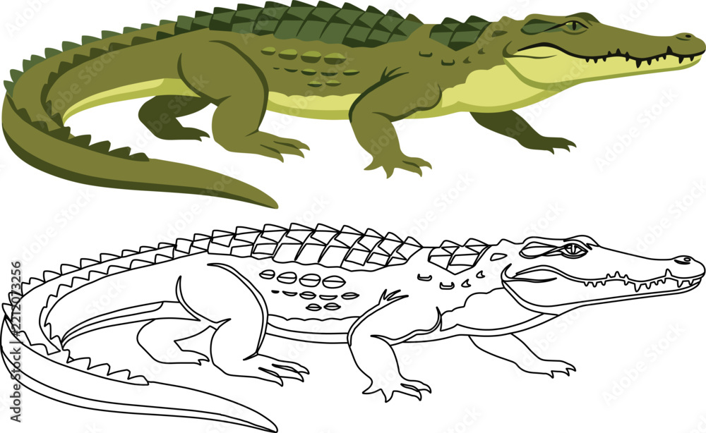 Fototapeta premium Crocodile walking green yellow spiny back dual version colored outline vector illustration isolated reptile predator animal wildlife aquatic alligator crocodilian