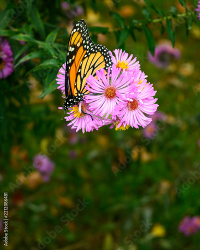 Photography Monarch Butterfly Perched on Pink Aster Cluster