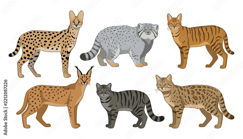 Obraz premium Vector set of various wild cat species including serval caracal manul pallas cat ocelot and wildcat illustrations isolated on white background