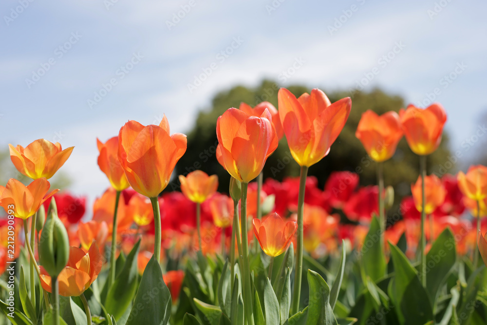 Fototapeta premium Beautiful tulips blooming in a garden bed.
