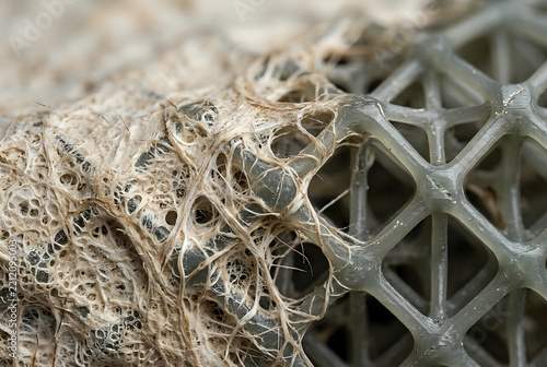 Sustainable Material Design Mycelium Fungi Growth On Polymer Lattice
