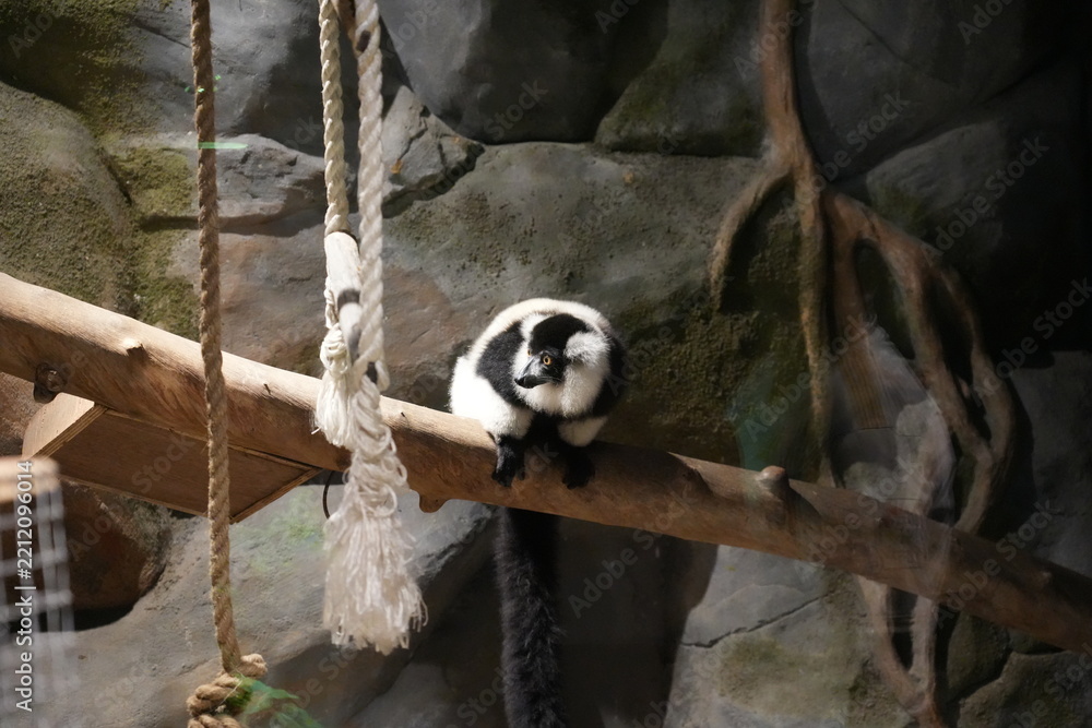 Fototapeta premium Black and White Ruffed Lemur on a Tree Branch