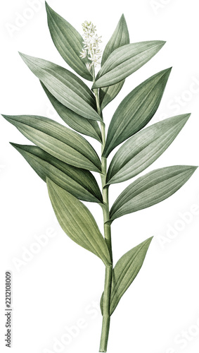 Botanical illustration of a green leafy plant with small white flowers isolated on white background