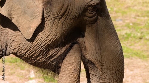 Close Up Profile of an Asian Elephant Moving Trunk