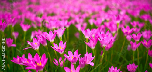 The field of Zephyranthes grandiflora is in beautiful bloom.