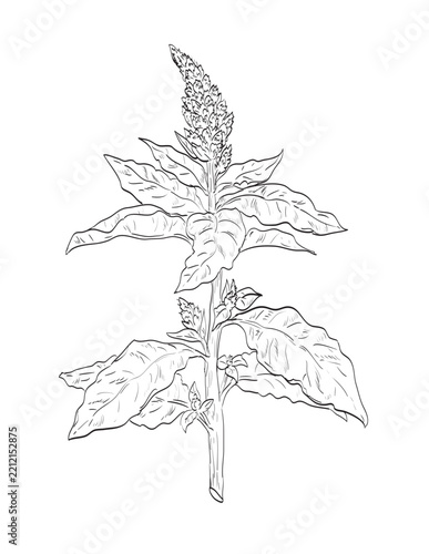 Drawing sketch style illustration of Amaranthus retroflexus, redroot pigweed, annual herb in the family Amaranthaceae and a wild edible plant on isolated background done in black and white line art.