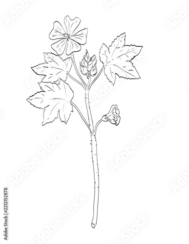 Drawing sketch style illustration of common mallow or Malva sylvestris of the mallow genus Malva and a wild edible plant on isolated background done in black and white line art.
