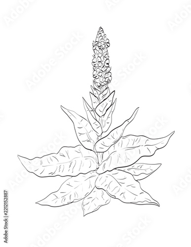 Drawing sketch style illustration of Great mullein or Verbascum thapsus also known as common mullein, biennial herb and a wild edible plant on isolated background done in black and white line art.