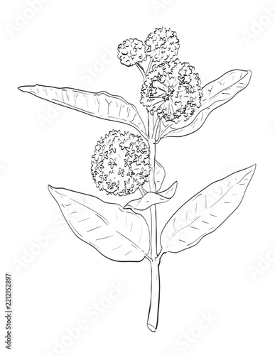 Drawing sketch style illustration of Common milkweed or Asclepias syriaca, a tall perennial wildflower and a wild edible plant on isolated background done in black and white line art.