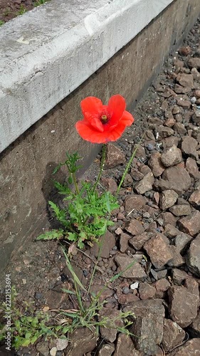 Blooming red poppy flower growing in old dirty rubble stones near railway tracks on a summer day. Vertical