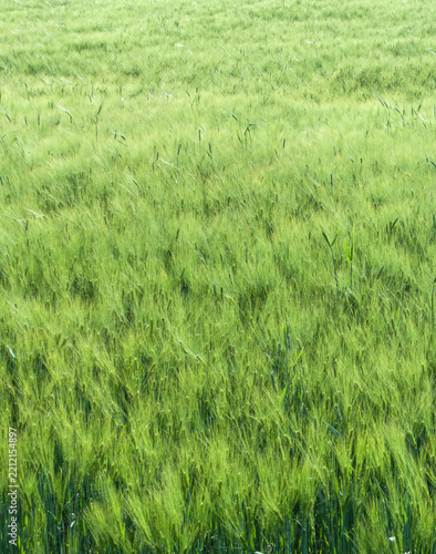 
Vertical photo of lush spring grain field