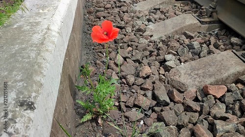 Blooming red poppy flower growing in old dirty rubble stones near railway tracks on a summer day