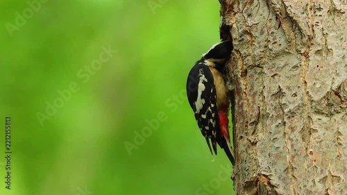 Wild woodpecker clinging to a textured tree trunk with insects in its beak against a smooth blurred green background
