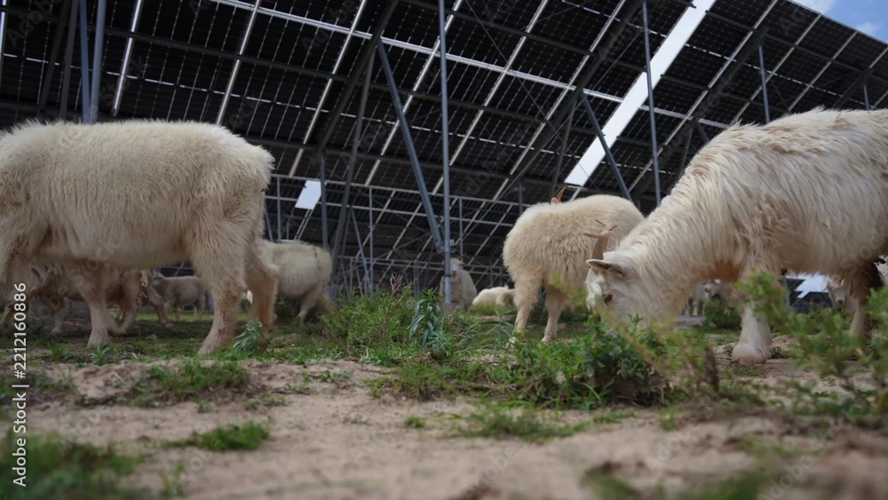 Fototapeta premium Flock of sheep grazing on grass under solar panels