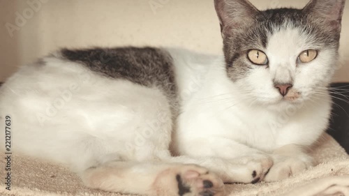Slow Motion of Domestic Cat Sitting on Towel and Staring at Camera