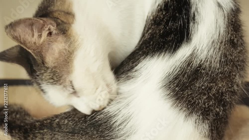 Slow Motion Close-up of Domestic Cat Grooming and Licking Its Body Fur