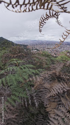 Fern-Covered Hill Overlooking Urban Cityscape Under Moody Cloudy Sky.