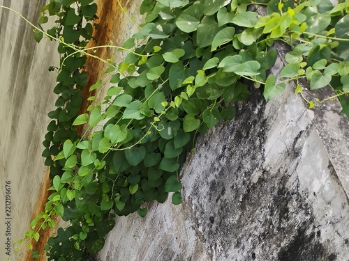 ivy growing on a wall