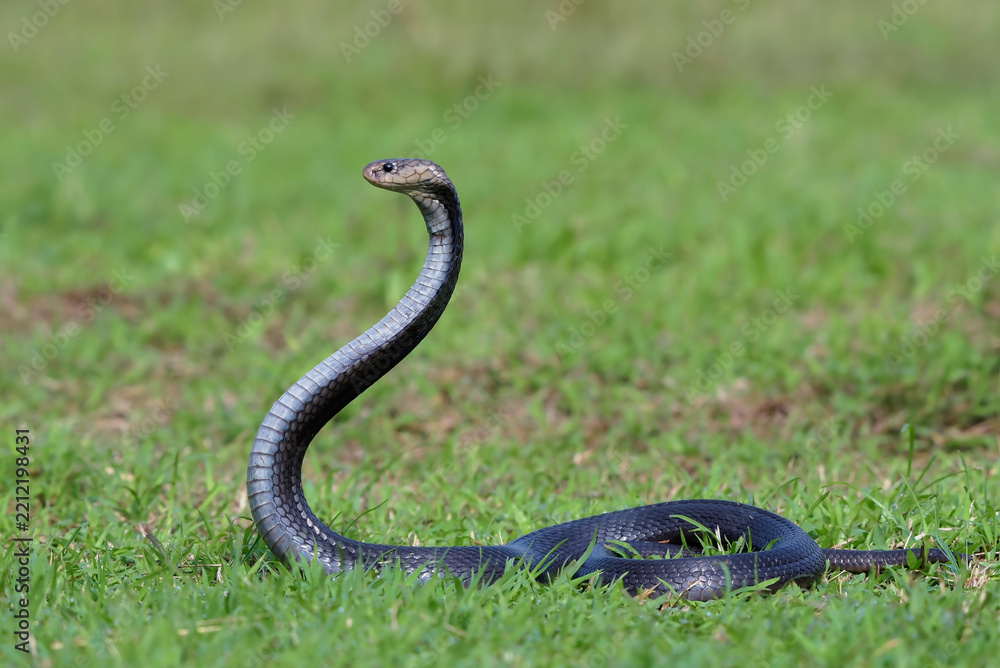 Fototapeta premium Javan Spitting Cobra (Naja sputatrix) Rearing Up in Defensive Hood Stance