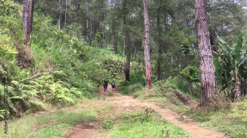 Low Angle View of Hikers Trekking on a Winding Mountain Dirt Road Surrounded by Tall Pine Trees and Dense Wild Tropical Green Vegetation