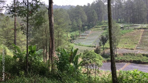Beautiful Scenic Landscape of Green Agricultural Terraced Fields on a Hillside Bordered by Tall Pine Trees Under Bright Overcast Daytime Sky