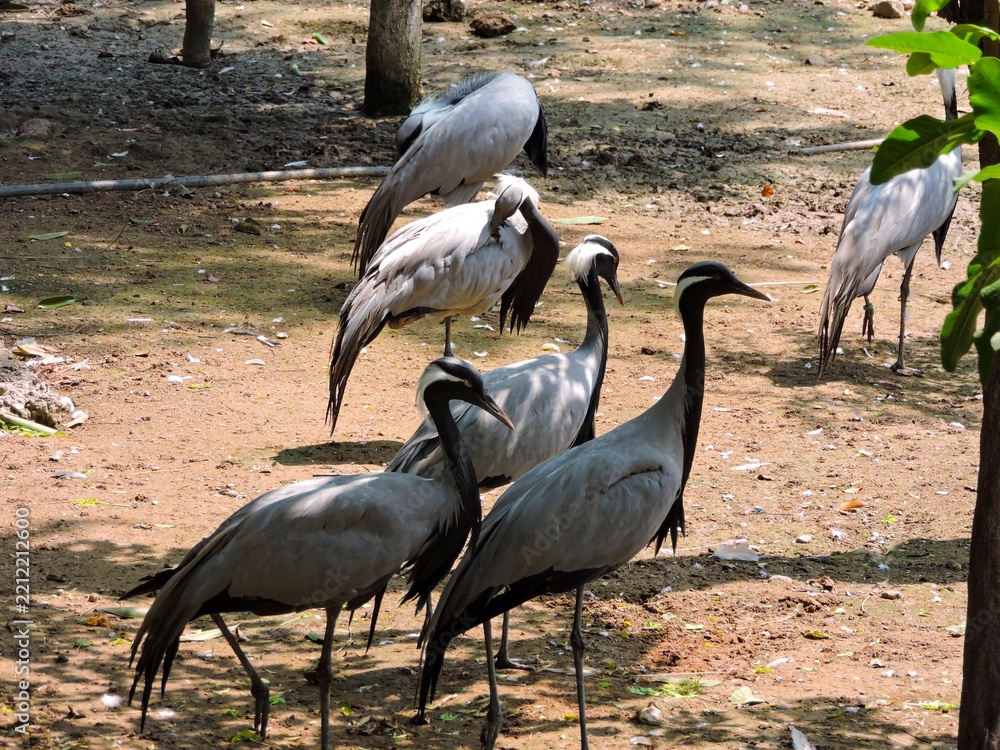 Obraz premium Group of Demoiselle crane birds in a wildlife park enclosure