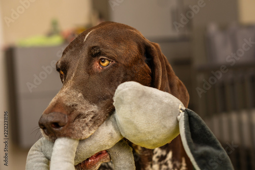 Brown Dog Holding Soft Plush Toy Indoors