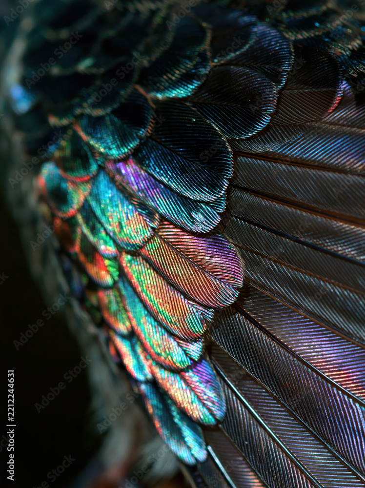 Fototapeta premium Close look at hummingbird feathers showing vivid colors
