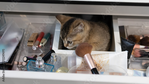 Young kitten in a makeup vanity scene, gentle, playful and curious