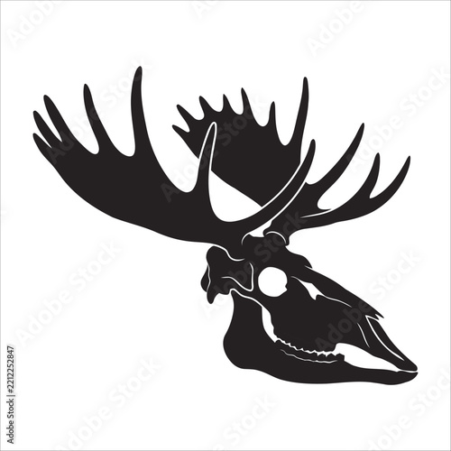 moose skull on a white background