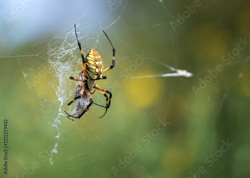 Yellow Garden Spider (Argiope aurantia) and a grasshopper caught in its web. Natural green background. Copy space.