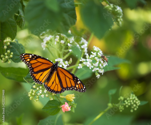 Migrating Monarch butterfly (Danaus plexippus) feeding wings opened on white frostweed flowers in the autumn pollinator garden in Texas.