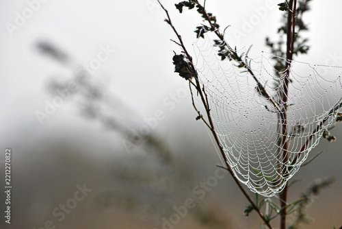 Spiderweb on wildflowers, morning sun, blurred natural background. dried flowers with a web and droplets . Banner, Autumn background. macro photo, dew-covered spiderweb on meadow flowers. soft focus