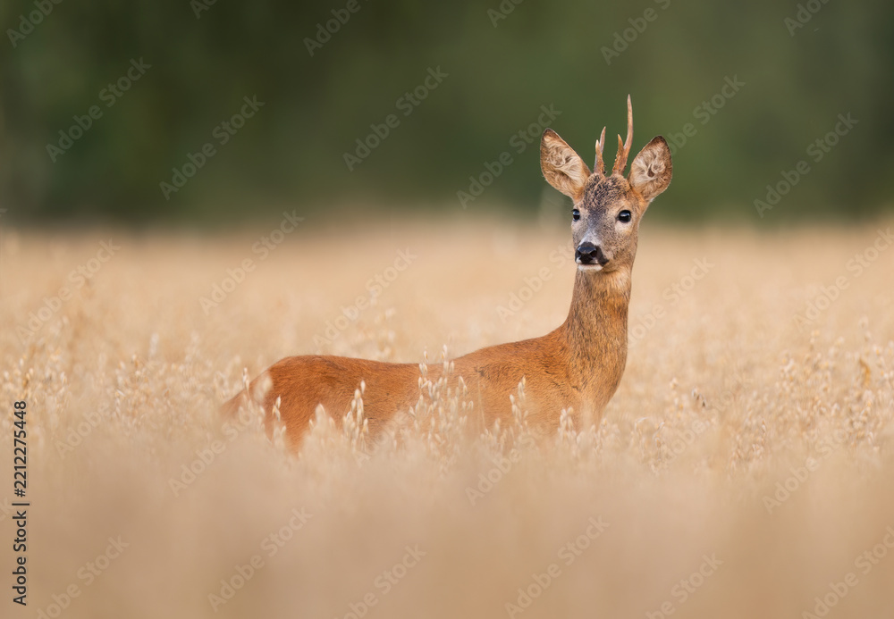 Obraz premium Roe deer male ( Capreolus capreolus )