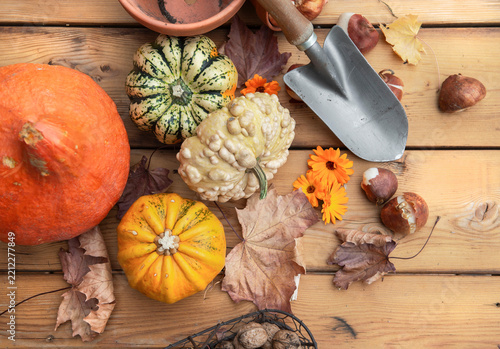 top view on autumnal  harvesting from garden with pumpkin,, little squash and...