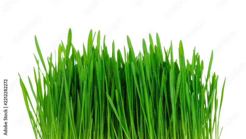 Fototapeta premium Vibrant green wheatgrass sprouts fresh and healthy, isolated on transparent background