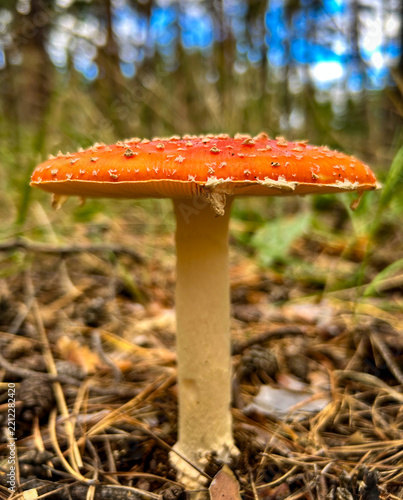 Close-up of an inedible orange mushroom at the edge of the forest.