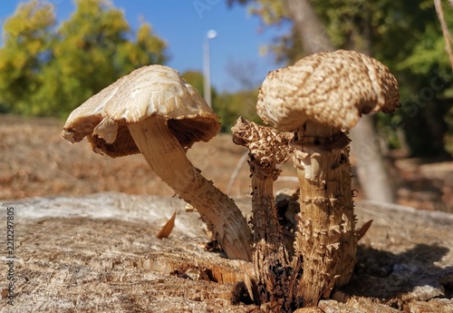 mushrooms in the forest