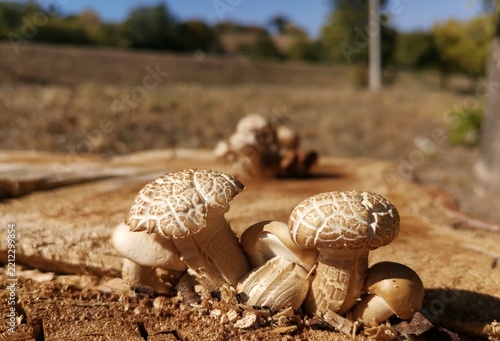 mushrooms in the forest