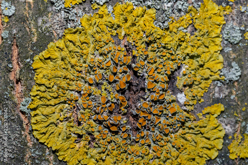 Vibrant yellow lichen colony on rough tree bark, detailed macro texture for nature or background use.