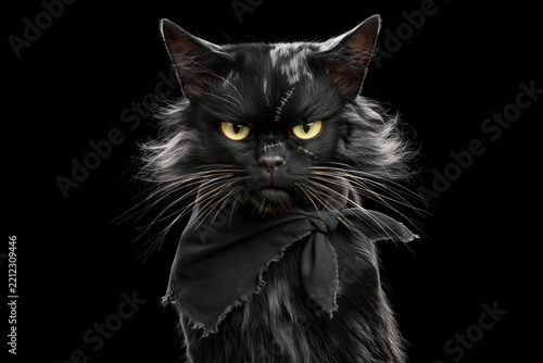 Black cat zombie portrait with stitched forehead scars and torn red bandana, Halloween costume on black background