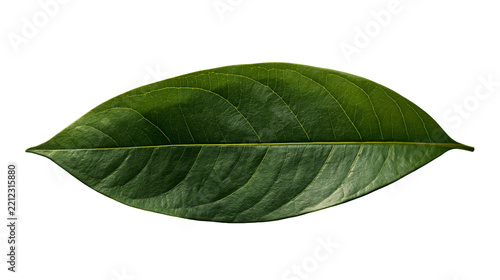 Fotografie Single elongated dark green tropical leaf with visible veins and smooth texture