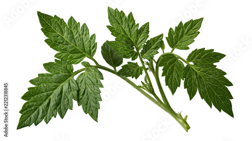 Fresh green tomato plant leaves with serrated edges and detailed veins